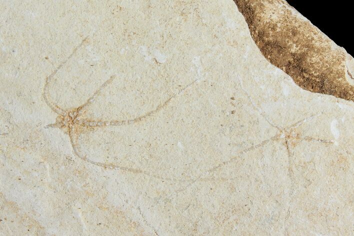 Pair of Cretaceous Brittle Star (Geocoma) Fossils - Lebanon #106207